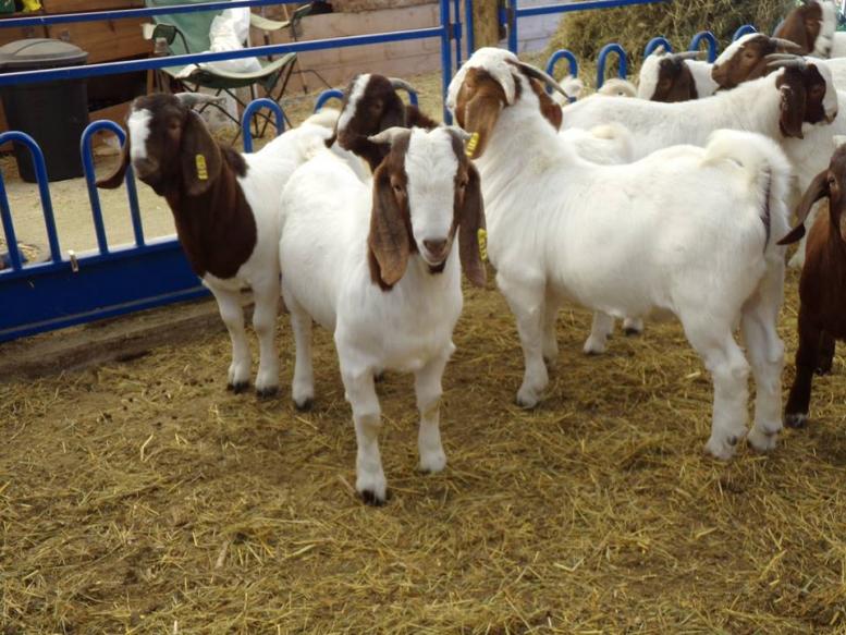 Product image - 
We supply 100% live Boer goat,Saanem goat,Red Kahalari Goats, Anglo-Nubian goats and other live cattles at good prices.
Goats ages are between 6 months to 5 years old, weight all wights are available.
Regularly vaccinated with best health condition.
All relavant certificates available.
Timely delivery
We can supply you with any quantity between 1 and 2000 heads
Shipping is done through Land, Sea & Air
